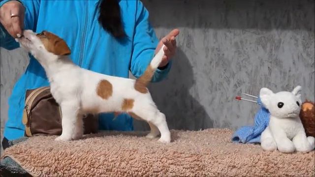 Щенки Джек Рассел Терьера мальчик Лакшери Штерн ЭЛЬФ ДРОУ 2 месяца 09032019 смотреть онлайн