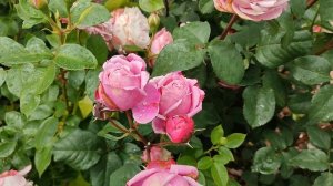 Роза Дитер Мюллер в Подмосковье