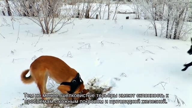 Австралийский шелковистый терьер смотреть онлайн