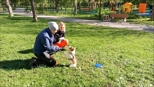 Джек рассел терьер Марсель - тренировка смотреть онлайн