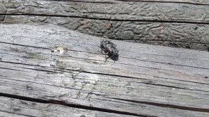 Большая сосновая златка (Chalcophora mariana)