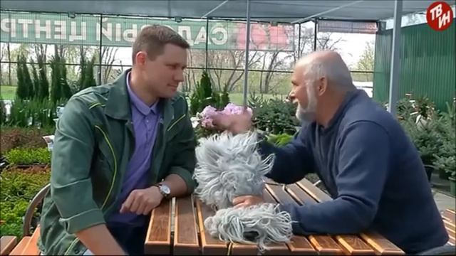 Рододендроны, выбор почвы, Яблоня Медовый хруст смотреть онлайн