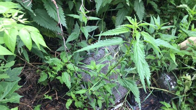 Заброшка. Привезли ковёр СССР и новую дорожку, подушки, одеяла и прочие блага цивилизации смотреть онлайн