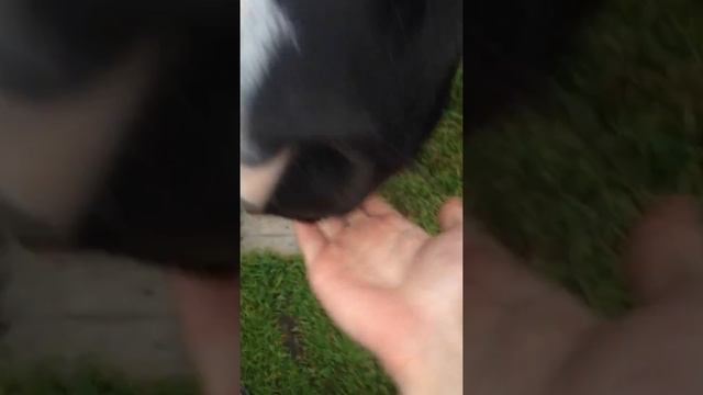 А к нам на дачу лошадки в гости забегали))) смотреть онлайн