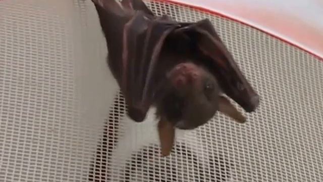 Маленькая летучая мышь смотреть онлайн