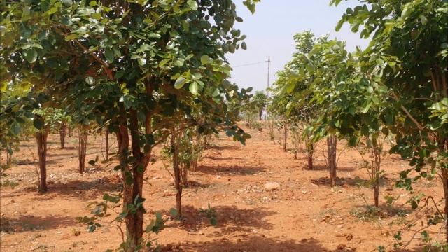 Precious Red sandalwood plots смотреть онлайн