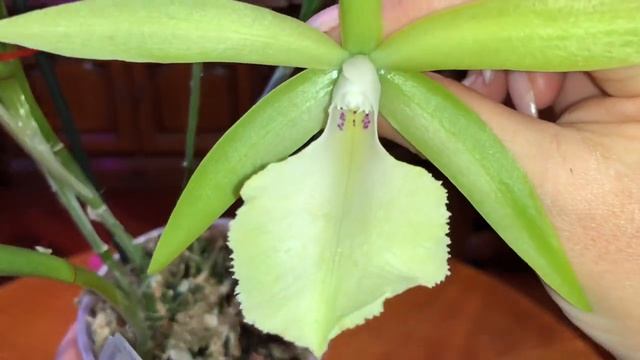 ЦВЕТЕНИЕ ОРХИДЕЙ: Paph. White Lady, Brassavola Jimminey Cricket и новинка в коллекции! смотреть онлайн