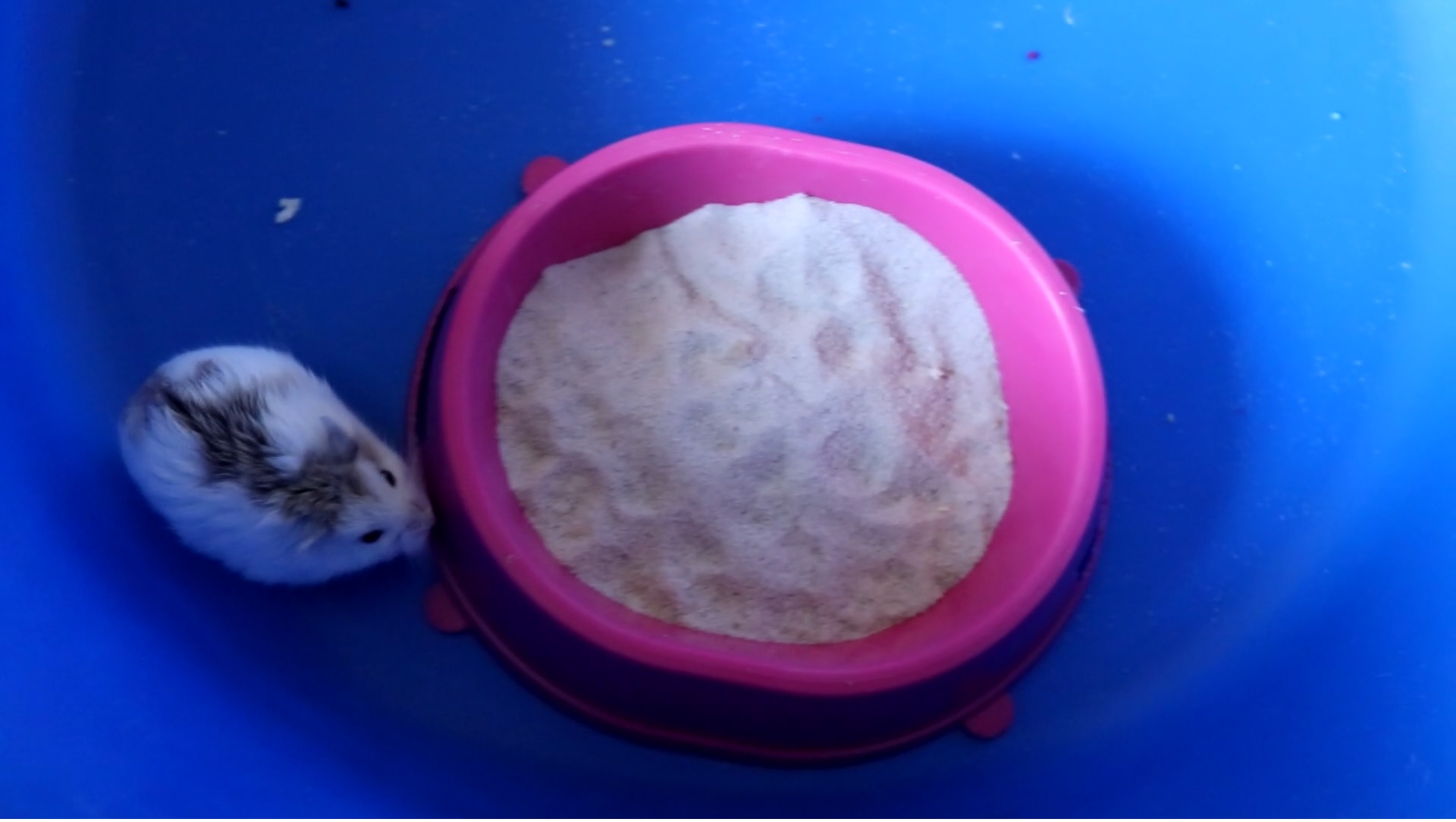 ХОМЯЧКИ РОБОРОВСКОГО / ХОМЯЧОК СЫН КОПИЯ ОТЦА смотреть онлайн