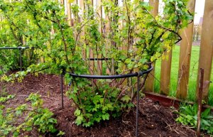 Регулируемая опора для ягодного куста своими руками