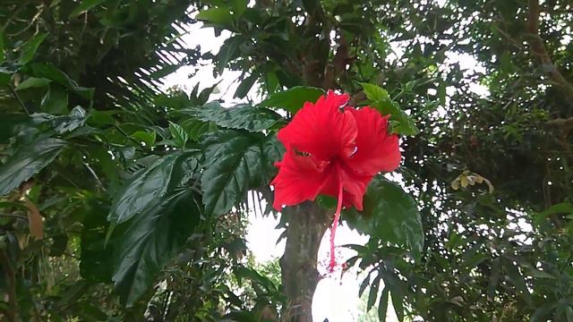 Flower Review || Ep- 05 || China rose flower || Great bougainvillea || SS Touch смотреть онлайн