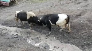 Бежта бои Быков, Бежта Дагестан оба мои бычки. 26.октябрь. 2022г.