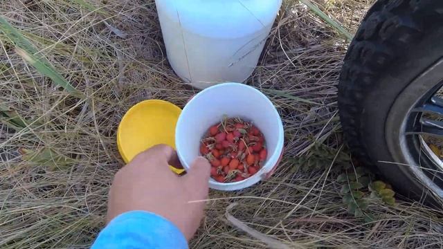 На МОТОЦИКЛЕ за ШИПОВНИКОМ. Поездка по ДИКИМ , ЗАБРОШЕННЫМ местам. смотреть онлайн