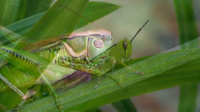 "Кузнечик" (Коренблит - Ломоносов). Мегапроект "Экология русского языка. Синтез слова и музыки" смотреть онлайн