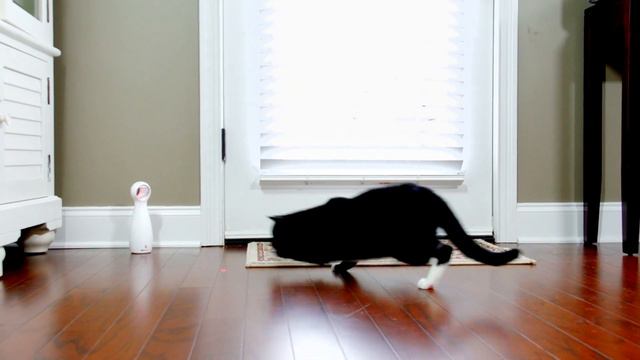 Cat Fun for Hours - PetSafe® Frolicat® Toy смотреть онлайн