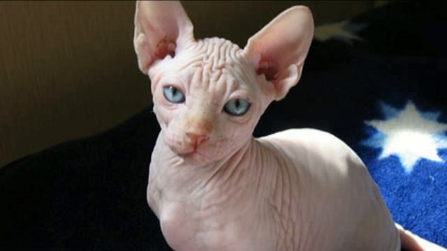 Восхитительные сфинксы