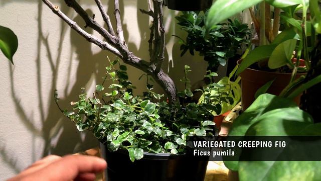 JUNGLE ROOM TOUR | VLOG NO. 1 смотреть онлайн