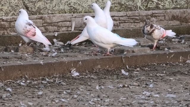 Тренеровка молодых голубей сегодня без потерь! смотреть онлайн