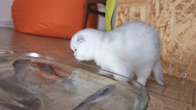 Коты & рыба / Котенок знакомится с рыбками смотреть онлайн