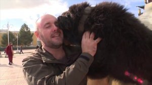 Планета Собак 28 Выпуск - Банхар (Монголия) / 2013