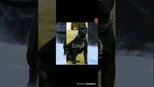 Pitbul isimleri 1 смотреть онлайн