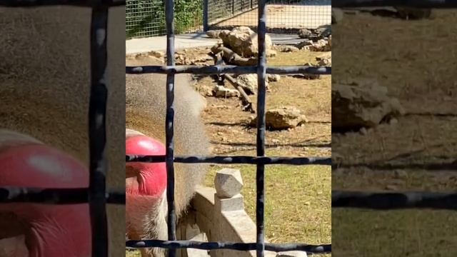 Крым 2020 Сафари парк «Тайган»