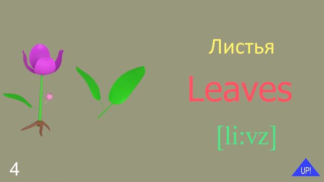 Растение на английском языке. Plant In English And Russian