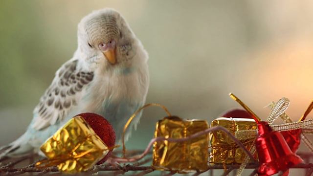 Top 10 Creepy Christmas Gift Stories смотреть онлайн