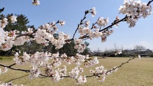 Япония/ Цветение Сакуры/Видео с музыкой