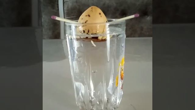 Вырaстила авокадо из косточки.Посмотрите что получилось. смотреть онлайн