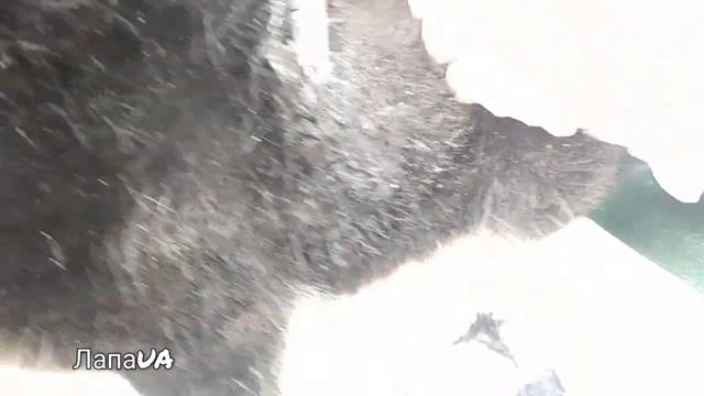 У маленького щенка гематома после удара. Щенок с трассы, история Рекса смотреть онлайн