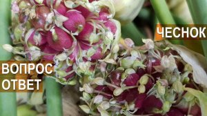 Промышленное выращивание чеснока. Ответы на вопросы. Фермер Игорь Дмитриев.