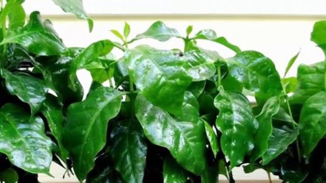 В какой горшок и грунт нужно посадить кофейное дерево. Посадка, пересадка и размер горшка. смотреть онлайн