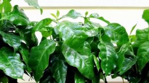 В какой горшок и грунт нужно посадить кофейное дерево. Посадка, пересадка и размер горшка.