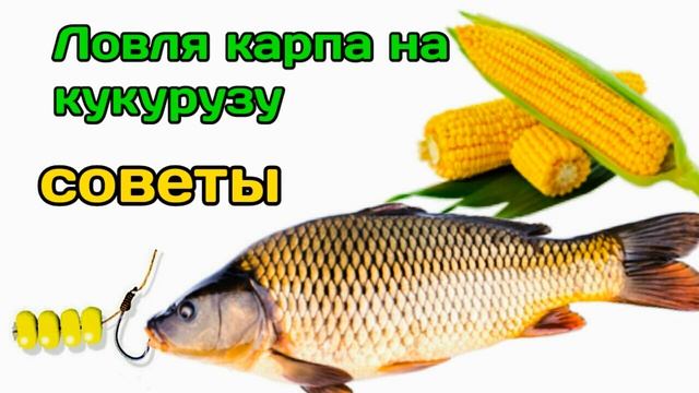 ловля карпа на кукурузу