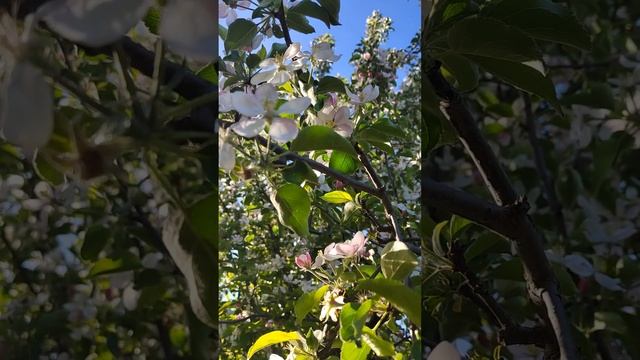 Единение с Природой смотреть онлайн