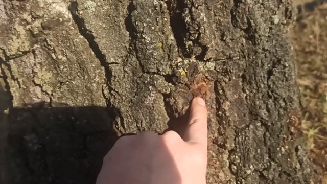 ОТКРЫТИЕ СЕЗОНА!БЕРЕЗОВЫЙ СОК!СПУСКАЕМ СОК ПО НОВОМУ!Жизнь в деревне!Беларусь! смотреть онлайн
