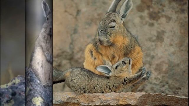 Горная вискаша|Вискача|Mountain Viscacha|Viscacha