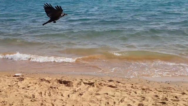 "Хулиганы" в ЕГИПТЕ ) плавный заход в море смотреть онлайн