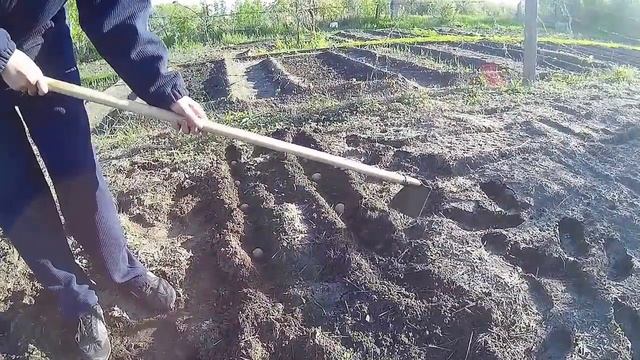 Нетрадиционный способ посадки картофеля смотреть онлайн