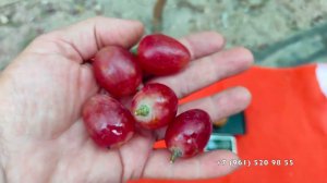 Виноград  Купидон Щенникова О. Н.