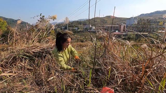 苗大姐砍草，等干一把火烧了，吃点北京稻香村点心，满足很#特色美食 смотреть онлайн