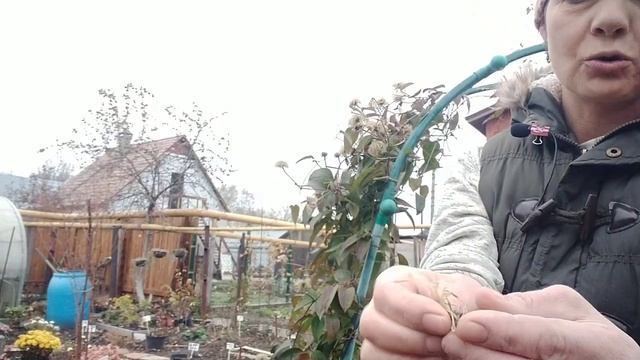 КАК ЗИМУЮТ КНЯЖИКИ И ДРУГИЕ КЛЕМАТИСЫ 2-3 ГРУППЫ ОБРЕЗКИ ? ? смотреть онлайн