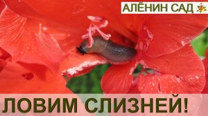 Лучшая ловушка для слизней!  Как бороться со слизнями в огороде, если они не дают покоя...