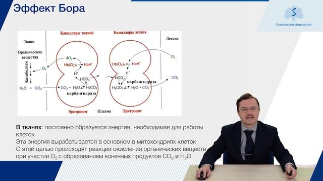 Белки: Олигомерные белки и их способность к регуляции функций смотреть онлайн