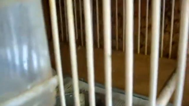 синехвостки