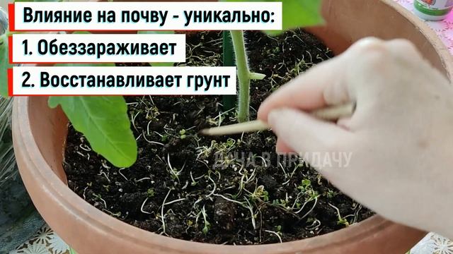 Восстанавливаю плодородие почвы - Быстро, Дёшево и Эффективно. Хитрости моего огорода на балконе. смотреть онлайн