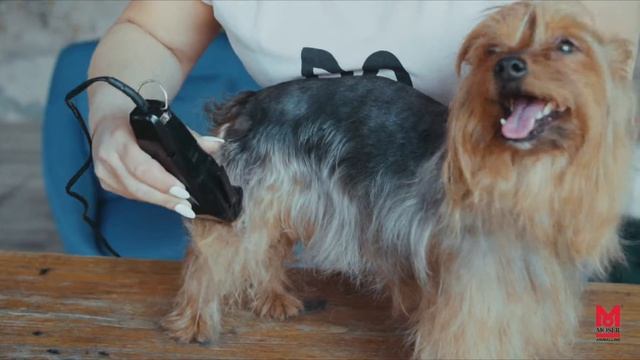 Как стричь маленькую собаку — полная стрижка йорка