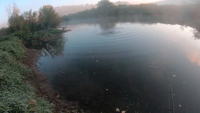 БЕЛЫЙ АМУР ИЛИ ГОЛАВЛЬ ?! РЫБАЛКА ОСЕНЬЮ НА СПИННИНГ! РЫБАЛКА НА ВОБЛЕРЫ смотреть онлайн