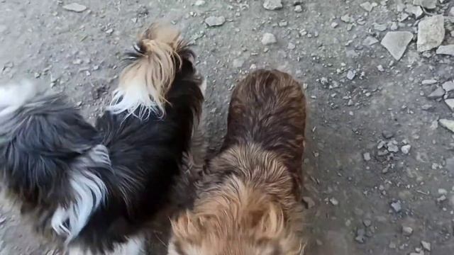 Девчачья любовь :-) У нас и так бывает... ВЯЗКА СОБАК. смотреть онлайн