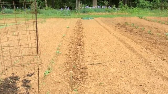 GREEN BELL PEPPER - GROWING STEP BY STEP [HOW TO DO IT] (OAG 2017) смотреть онлайн